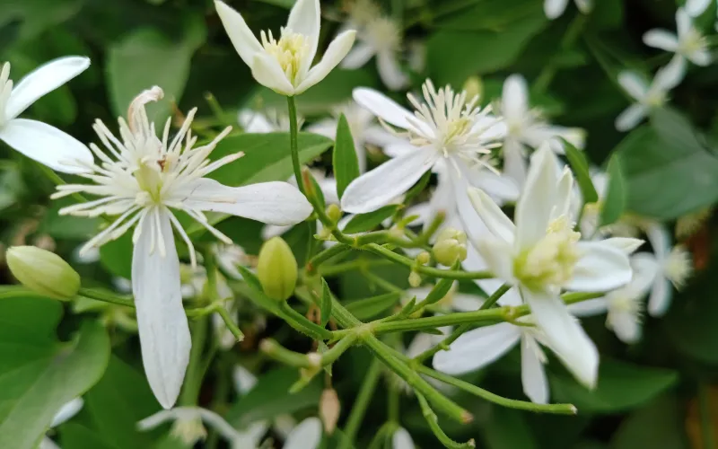 Night-Blooming Jasmine
