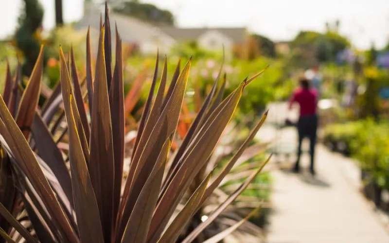 a close up of a plant