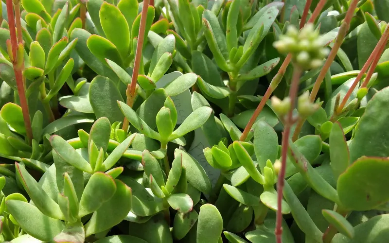 Crassula 'Platyphylla'