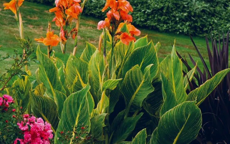 a close up of a flower garden