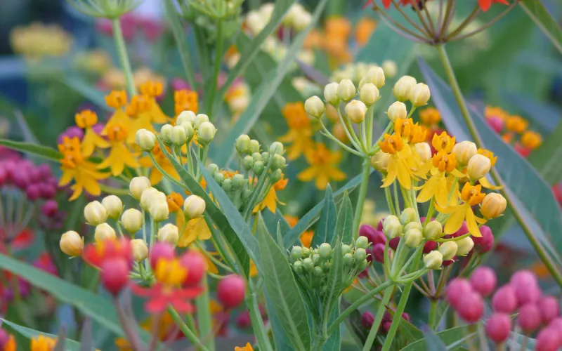 a group of colorful flowers