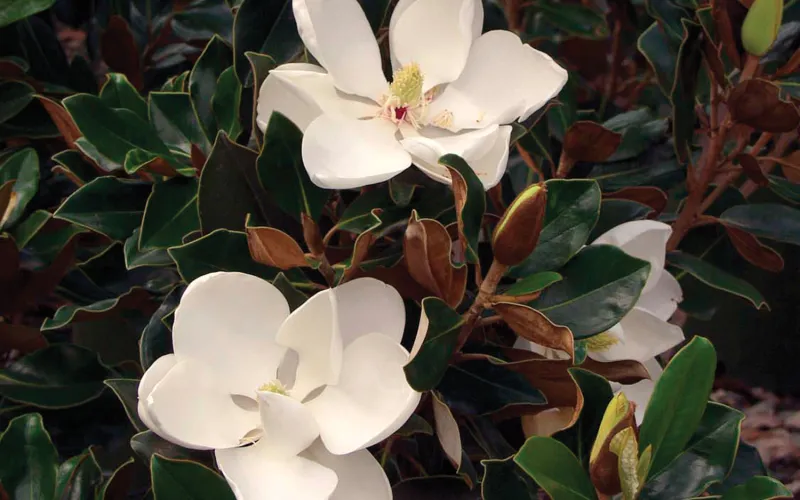 a close up of a flower