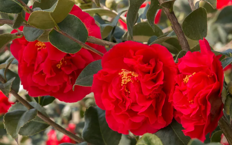a close up of a flower