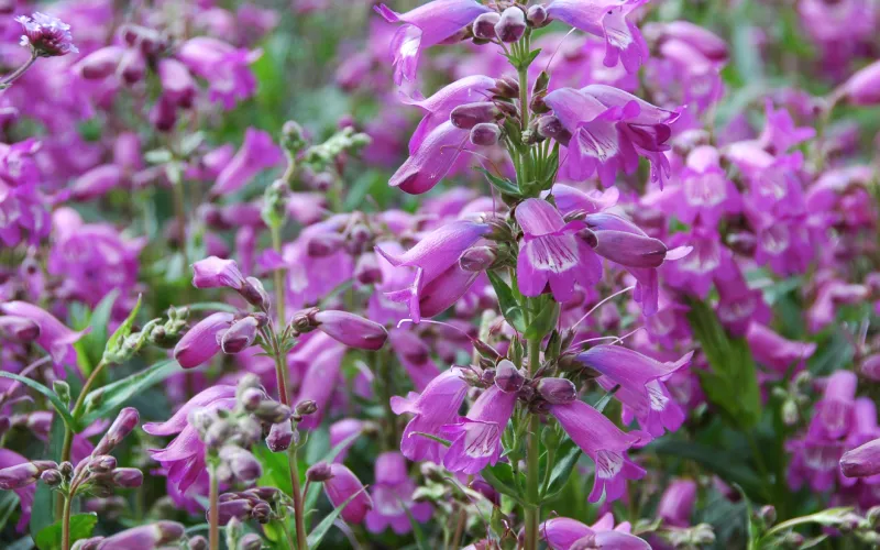 a close up of a purple flower