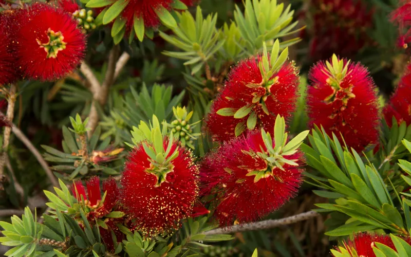 Callistemon Bottlebrush