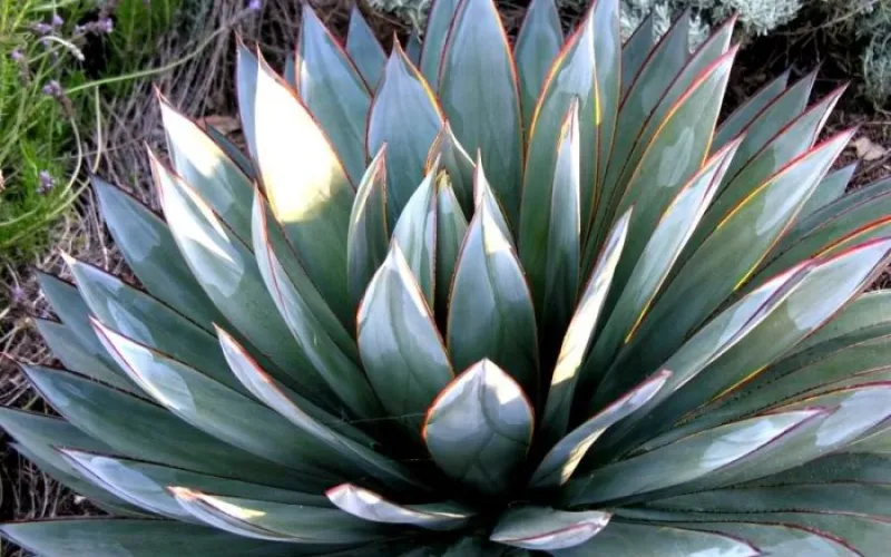Agave Blue Glow succulent plant in landscape
