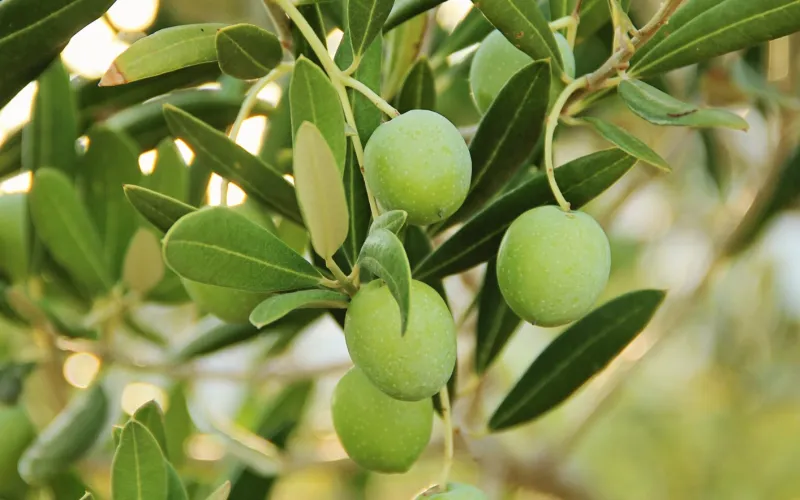 Olives