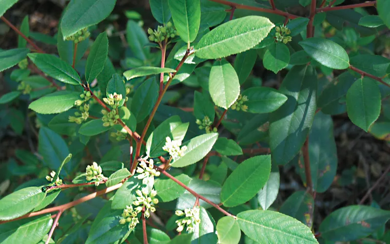 Rhamnus californica ‘Mound San Bruno’