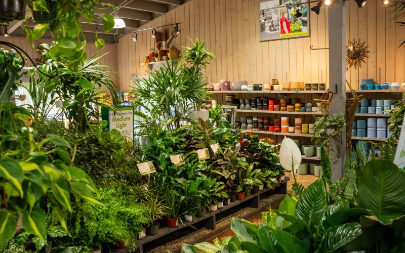 a room with plants and shelves