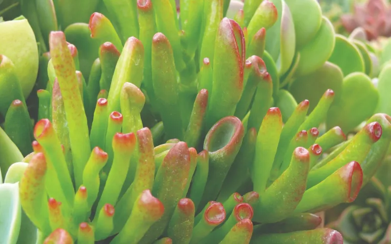 Crassula ovata 'Hobbit'