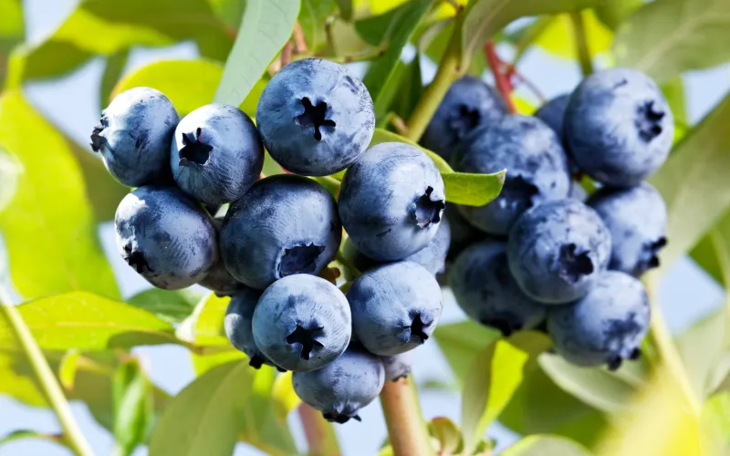 Blueberries