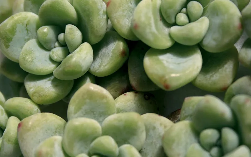 Sedum clavatum 'Aurora Blue’