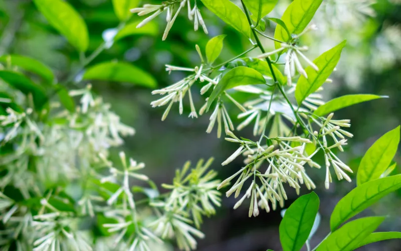 a close up of a green plant