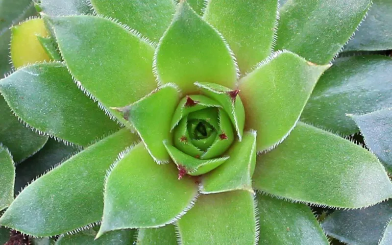 Sempervivum 'Carmen'