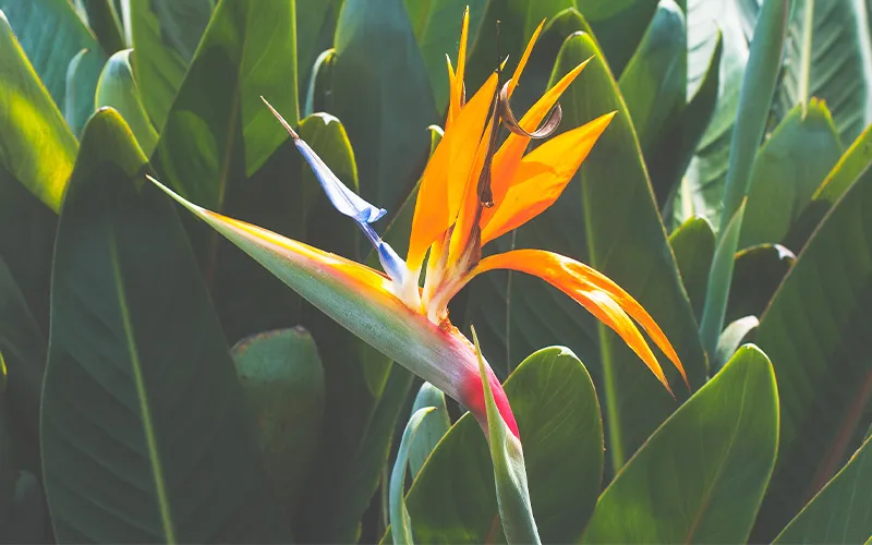 a close up of shrub with orange and blue flowers
