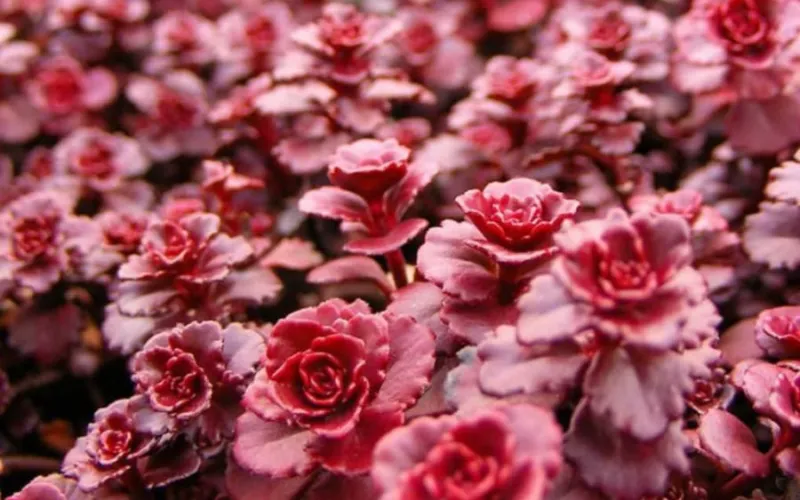 Sedum Dragon's Blood