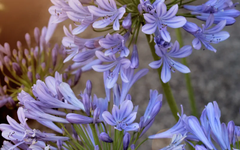 Agapanthus