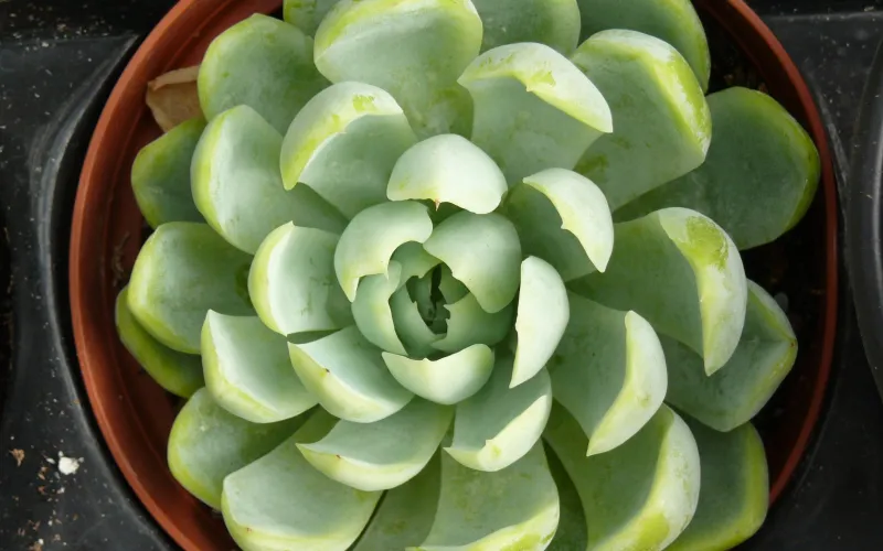 Echeveria elegans
