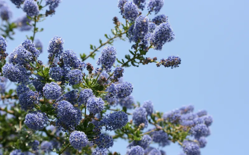 Ceanothus
