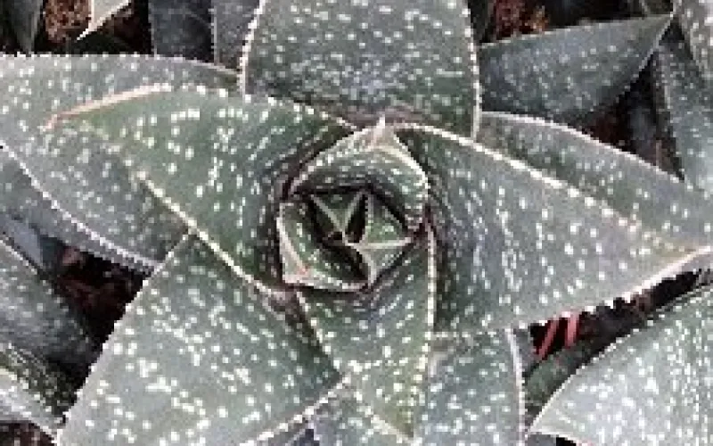 Gasteria limpopo