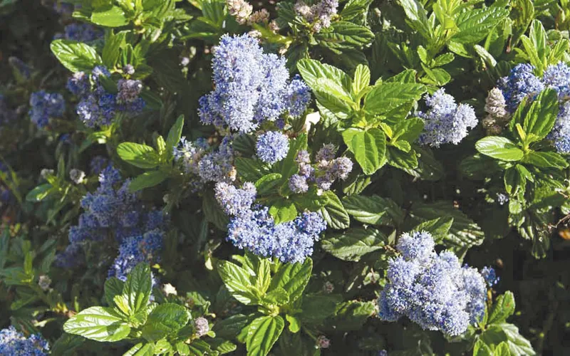 Ceanothus (Groundcover)-California Lilac