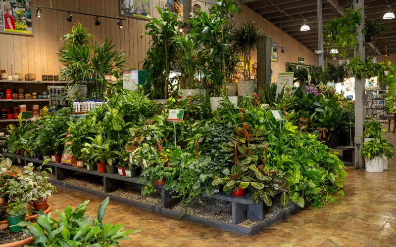 a large indoor plant store