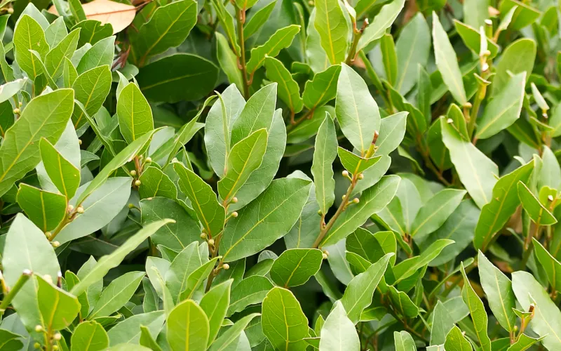 a green plant in a garden