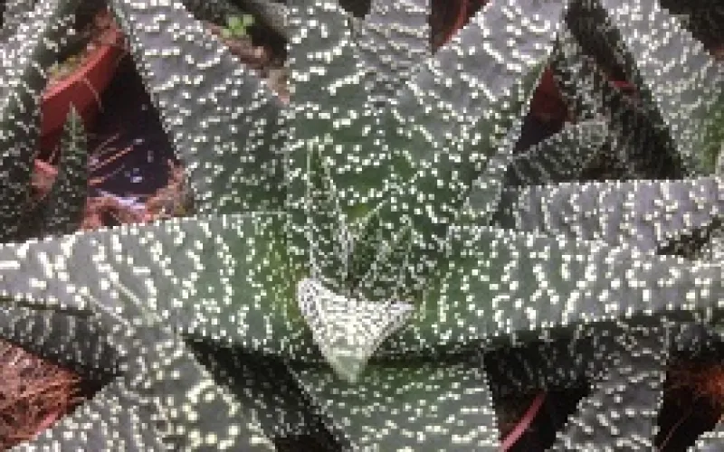 Gasteria okavango 'Anna'