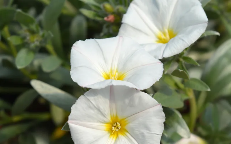 Convolvulus cneorum