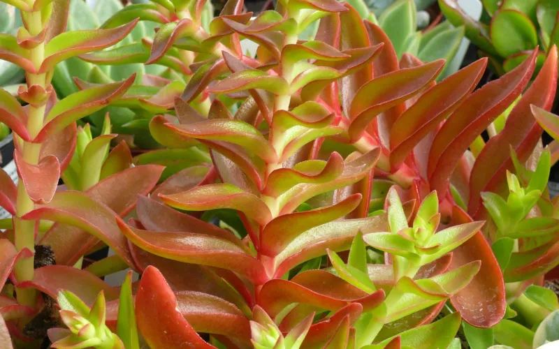 Crassula 'Campfire'