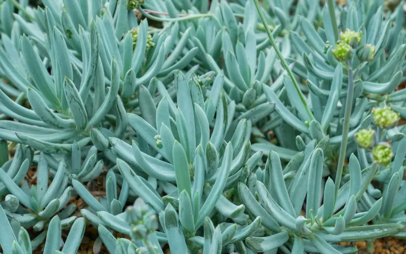 Senecio 'Mount Everest'