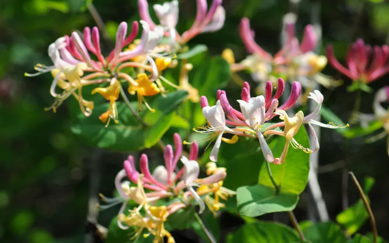 Honeysuckle