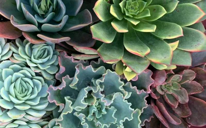 Succulents