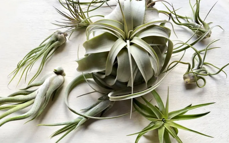 a close up of a plant