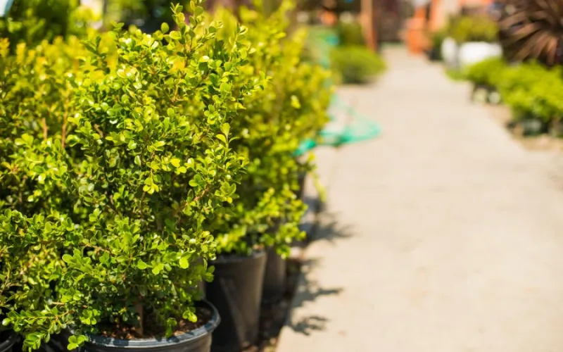 a green plant in a garden