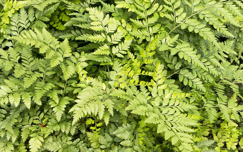 close up of green leaves