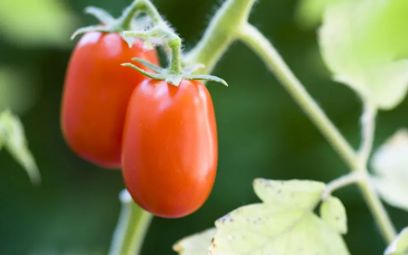 Roma tomatoes ready to harvest from tomato plant