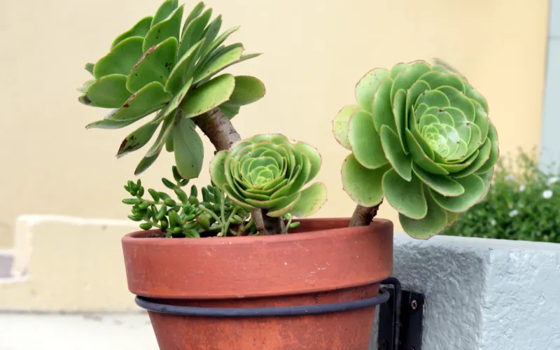 Aeonium urbicum (Salad Bowl)