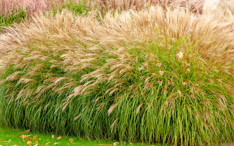 a field of tall grass