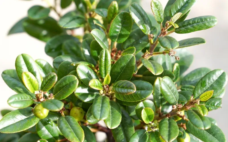 Rhamnus californica 'Leatherleaf'