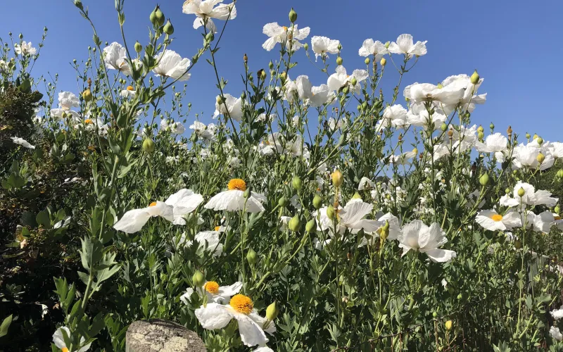 Romneya coulteri-Coulter's Matilija poppy
