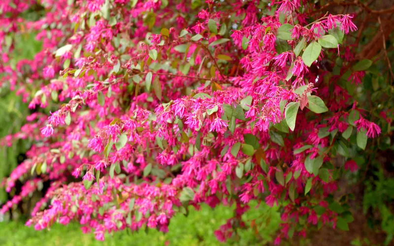 Loropetalum