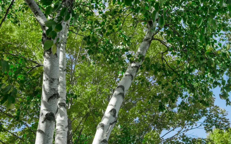 a close up of a tree