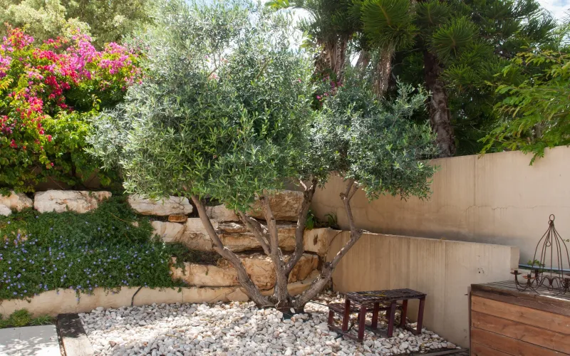 Olive Tree