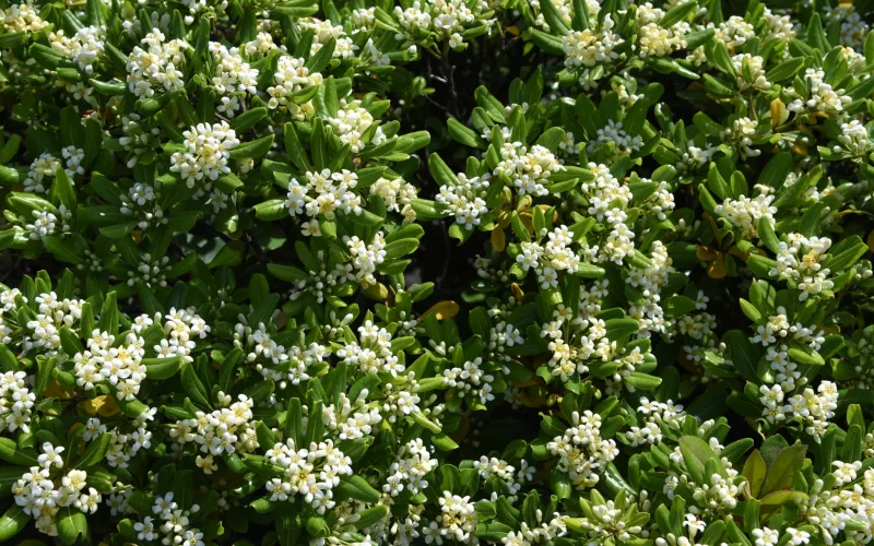 a close up of a flower garden