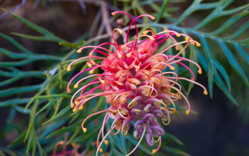 a close up of a plant