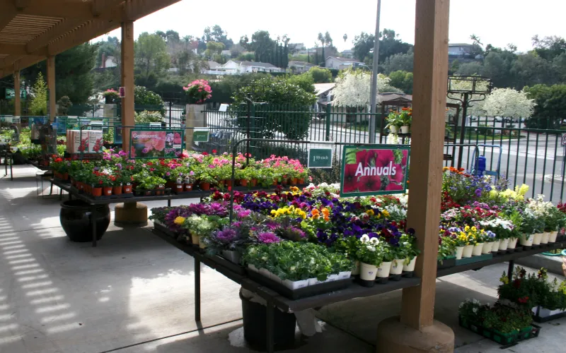 a close up of a flower garden