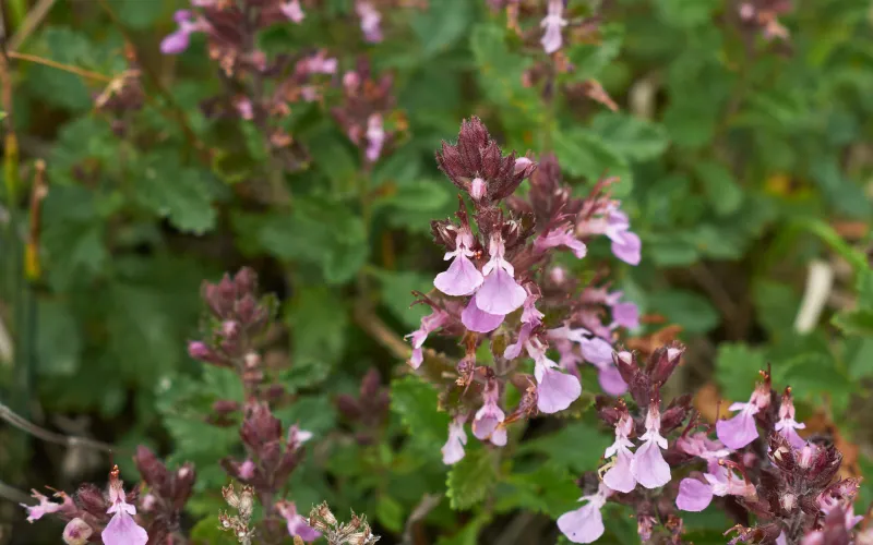 The pale pink flowers on Wall Germander pop in a Moon Garden