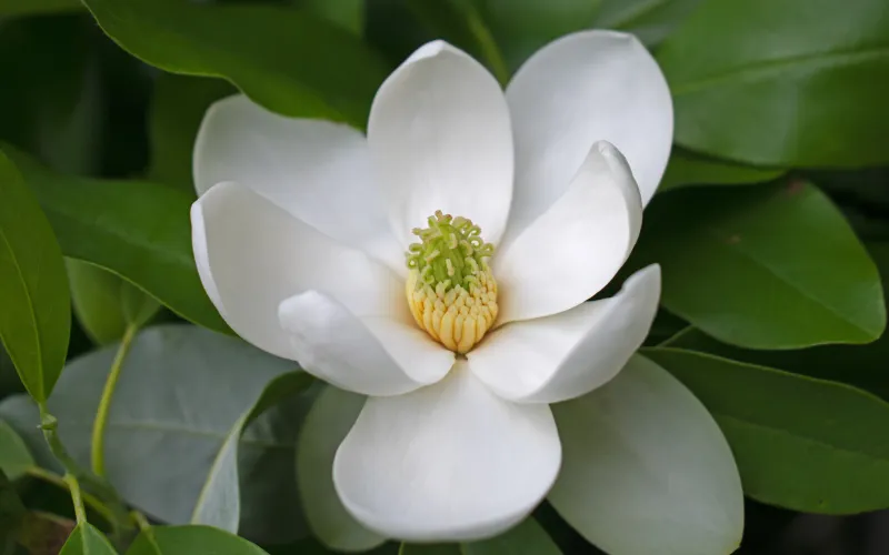 Magnolia