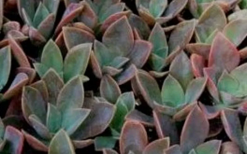Graptoveria 'Fred Ives'